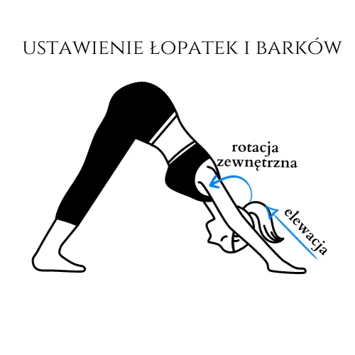 pies z głową w dół - ustawienie łopatek i barków