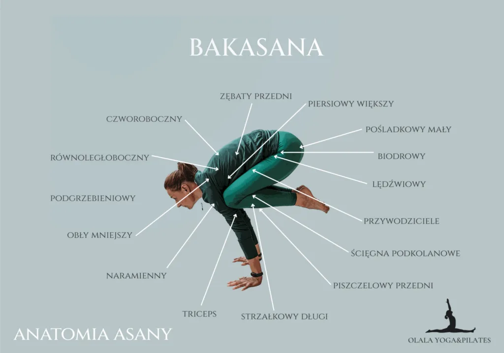 bakasana mięśnie